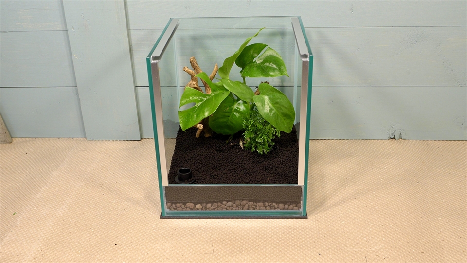 フライッシュマンアマガエルモドキ(グミガエル)用のレイアウトケージ(テラリウム・パルダリウム)を作りました。流木を配置しました。