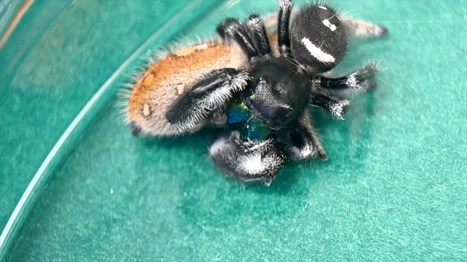 リーガルジャンピングスパイダーの交接