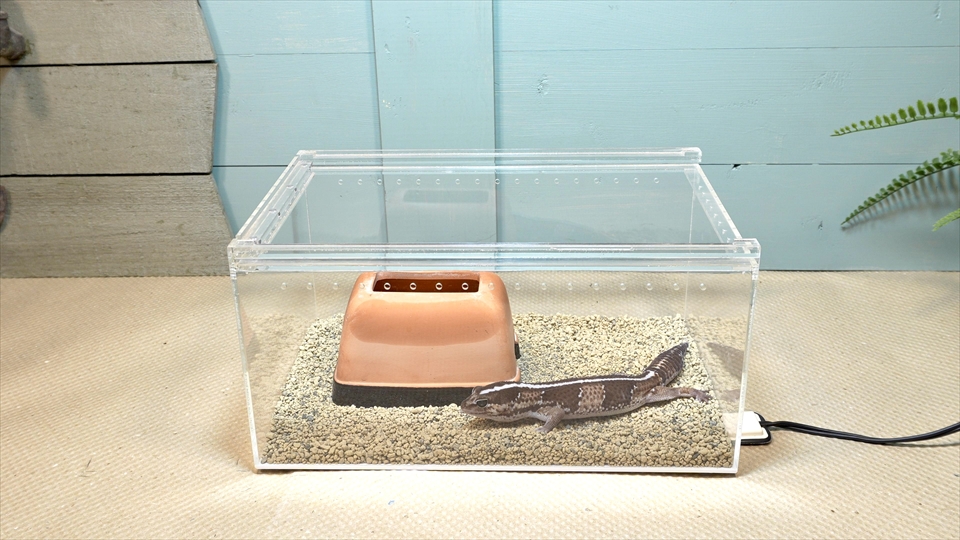 ニシアフロカトカゲモドキの飼い方と飼育環境