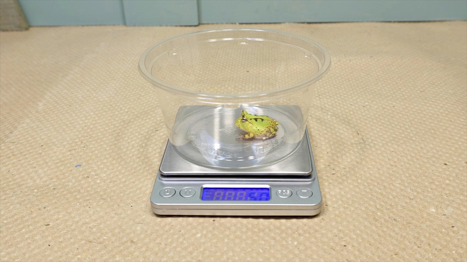 アマゾンツノガエルのベビーの飼い方・おすすめのエサ(種類・量・頻度)・体重チェック