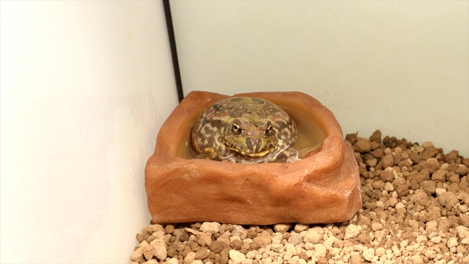 水入れに入ったチャコガエル