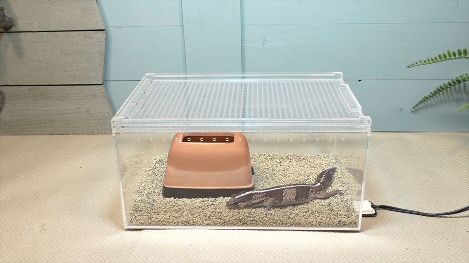 ニシアフロカトカゲモドキの飼い方と飼育環境