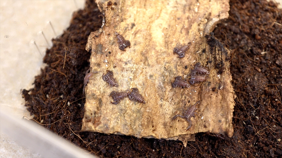 ヤエヤマサソリの繁殖・出産直後から親離れまでの様子と、飼育環境、そして与えたエサの種類とその頻度、累代飼育のポイントについてまとめました