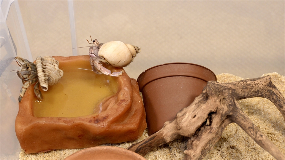 オカヤドカリは乾燥に弱いので、湿度をしっかりキープでき、また、脱走の名人なので、しっかりしたフタがあるものをおすすめします