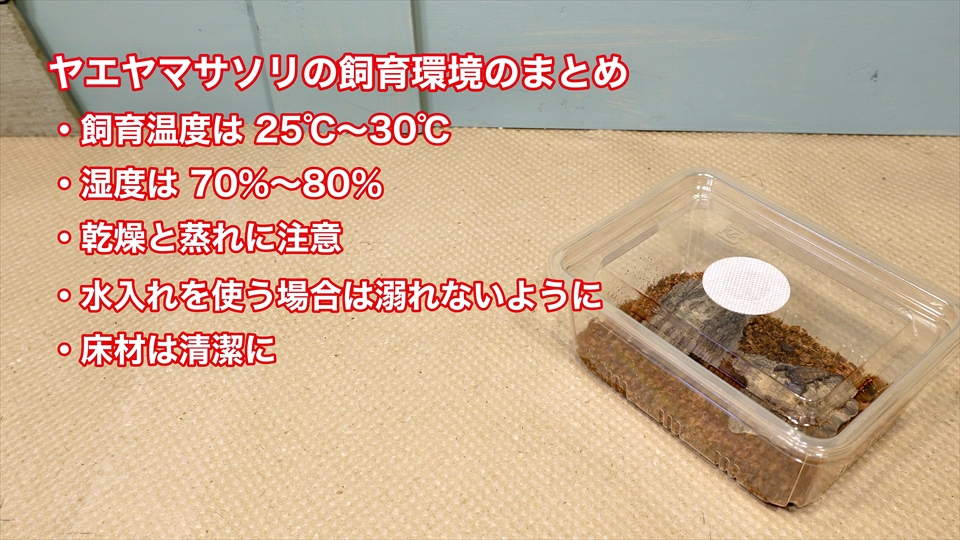 ヤエヤマサソリの飼育環境のまとめ