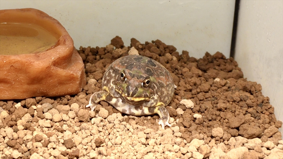 チャコガエルのエサやりのタイミング