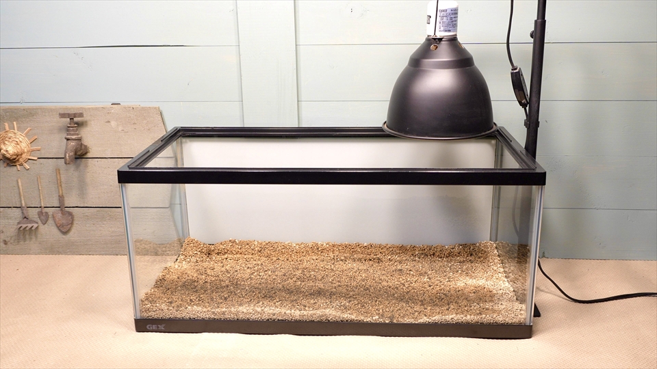 ペールアガマの飼育環境のセッティング