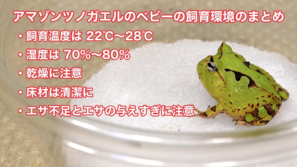 アマゾンツノガエルのベビーの飼い方