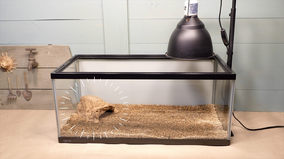 ペールアガマの飼育環境のセッティング
