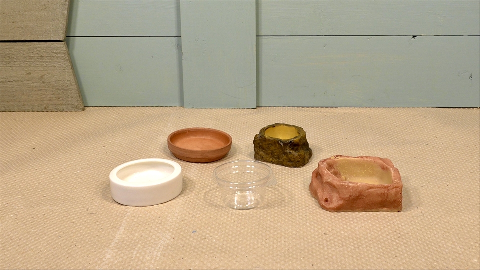 フライッシュマンアマガエルモドキ（グミガエル）飼育のおすすめの水入れ・エサ皿