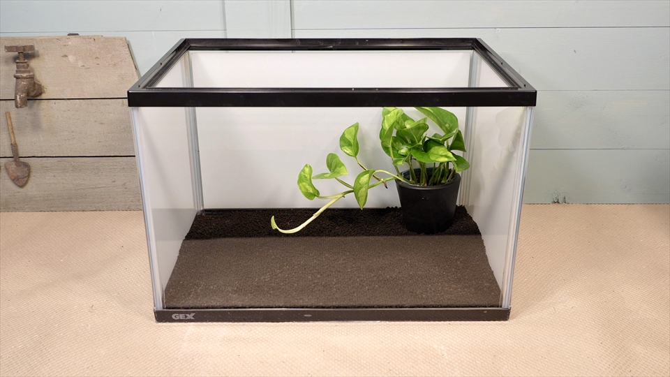 ヤドクガエルの飼育環境のセッティング・観葉植物を配置しました