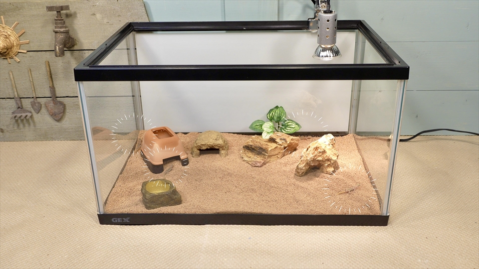サハラカワラヤモリの飼い方・飼育用品・飼育環境のセッティング