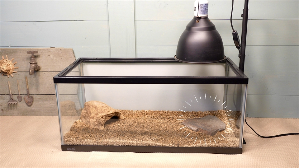 ペールアガマの飼育環境のセッティング