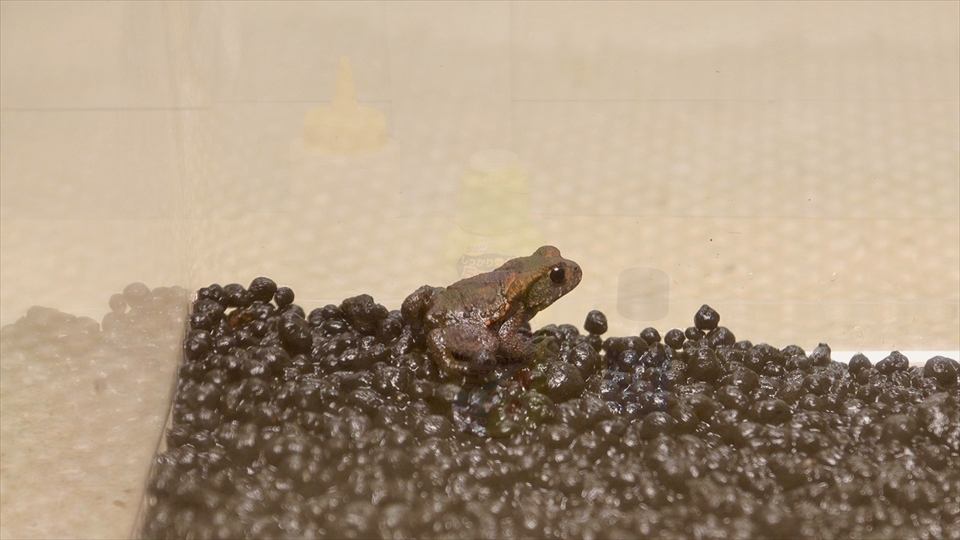 上陸直後のヒキガエルの床材は湿らせぎみに管理