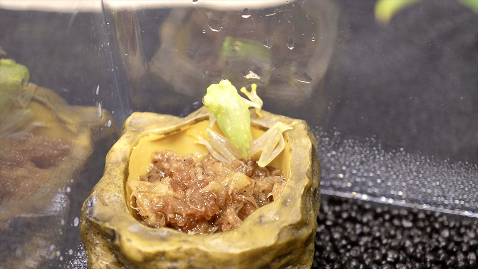 フライッシュマンアマガエルモドキ（グミガエル）飼育のおすすめの水入れ・エサ皿