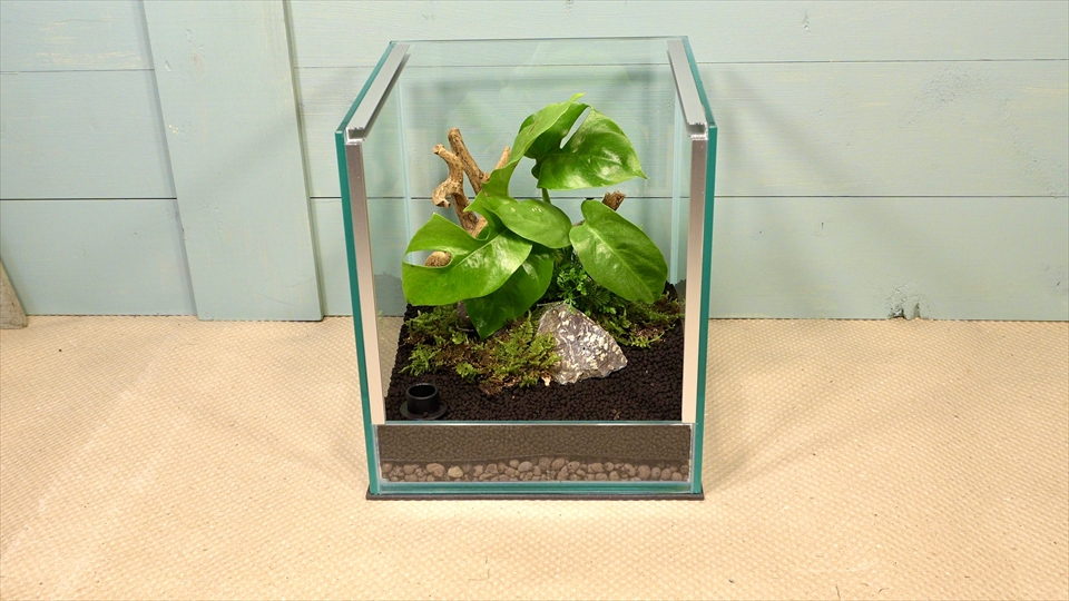 フライッシュマンアマガエルモドキ(グミガエル)用のレイアウトケージ(テラリウム・パルダリウム)を作りました。苔を植えました。