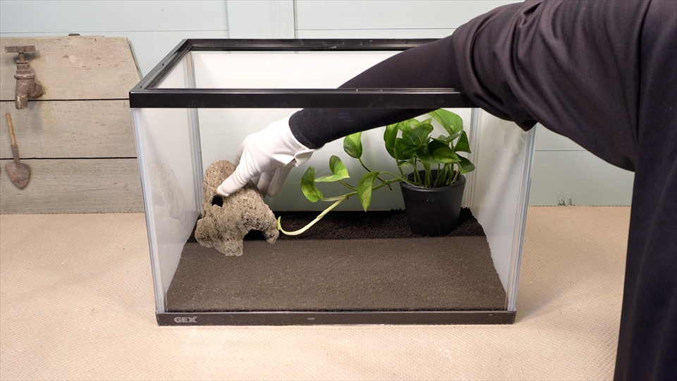 ヤドクガエルの飼育環境のセッティング・シェルターを配置しました