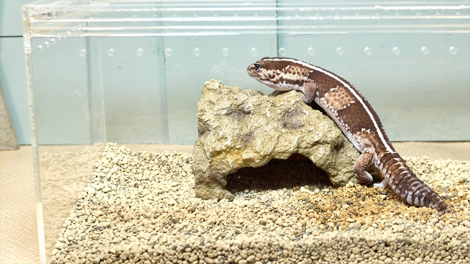 ニシアフロカトカゲモドキの飼い方と飼育環境