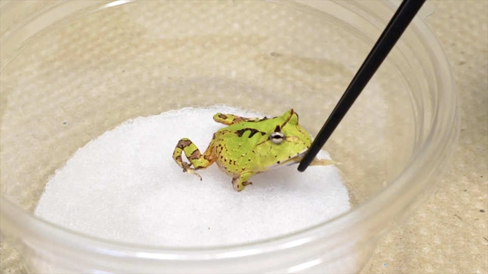 アマゾンツノガエルのベビーの飼い方・おすすめのエサ(種類・量・頻度)