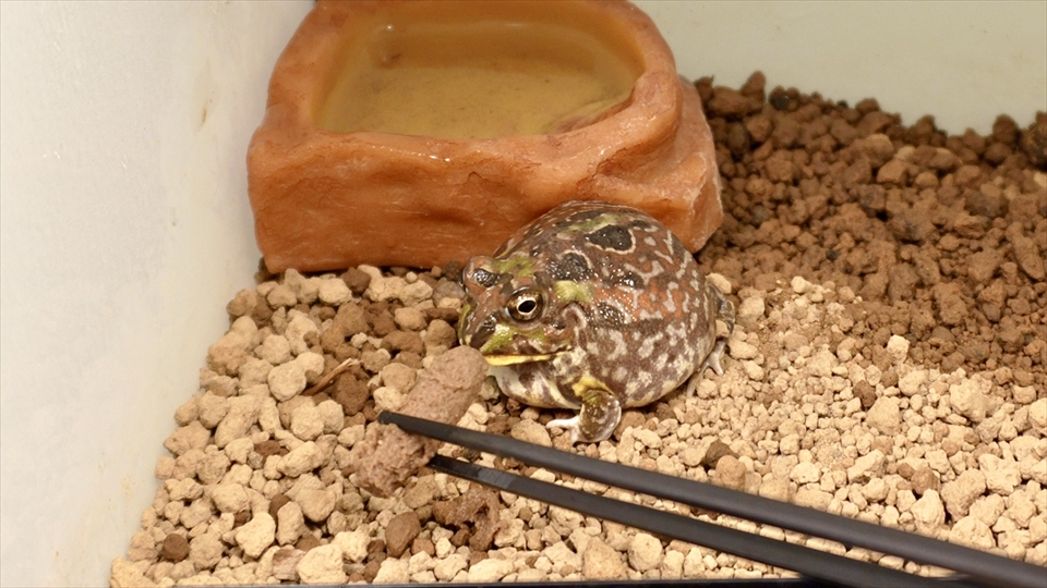 チャコガエルのエサやり・ピンセット給餌・ひかりベルツノ