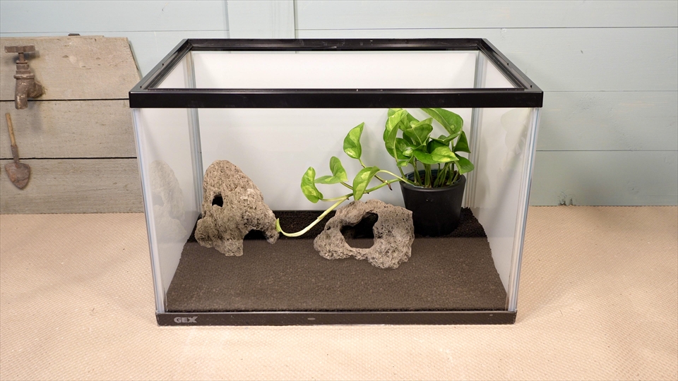 ヤドクガエルの飼育環境のセッティング・シェルターを配置しました