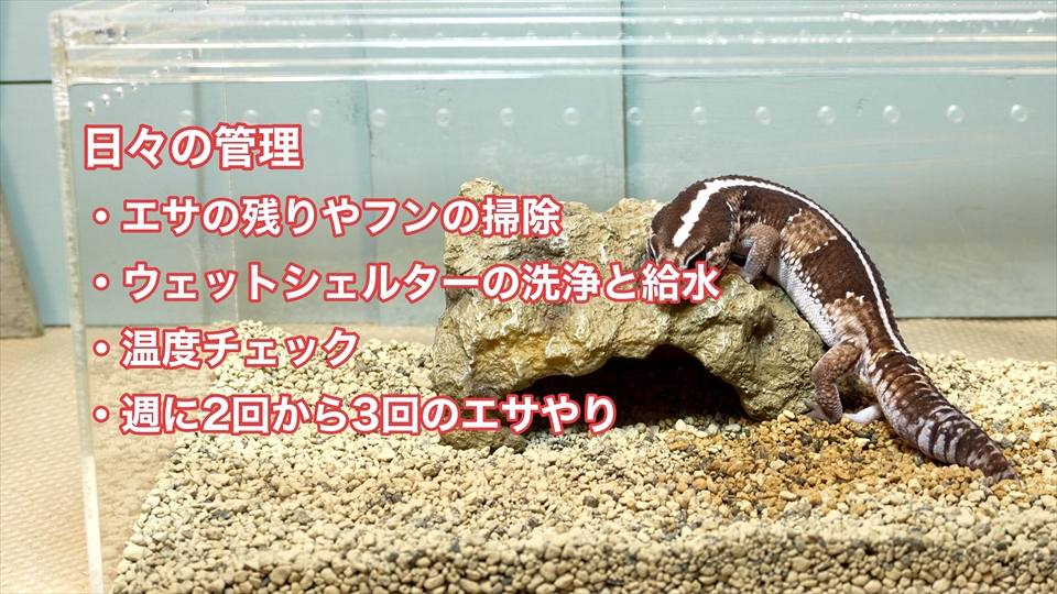 ニシアフロカトカゲモドキの飼い方と飼育環境 日々の管理