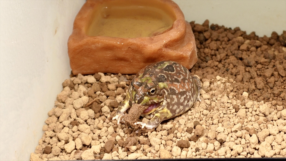 チャコガエルのエサやり