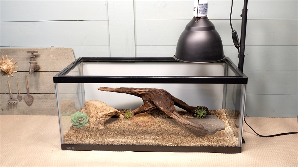 ペールアガマの飼育環境のセッティング