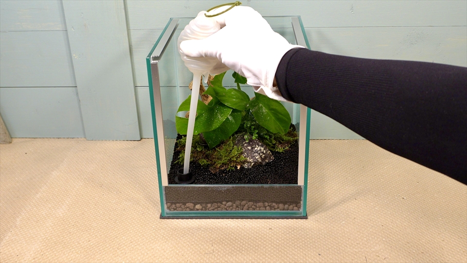 フライッシュマンアマガエルモドキ(グミガエル)用のレイアウトケージ(テラリウム・パルダリウム)を作りました。ケージに水が溜まったときの排水の様子