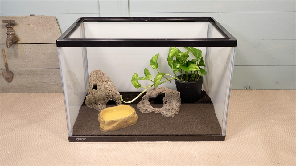 ヤドクガエルの飼育環境のセッティング・水入れを配置しました