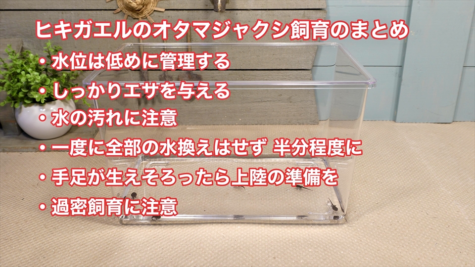 ヒキガエル上陸！オタマジャクシからカエルまでの記録・飼い方・飼育環境・おすすめのエサ・オタマジャクシ飼育のポイント