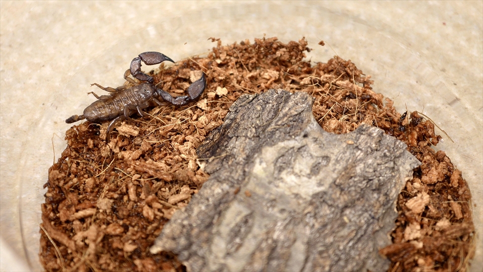 ヤエヤマサソリの飼い方・飼育用品・飼育環境・エサ(種類・量・頻度)についてまとめました
