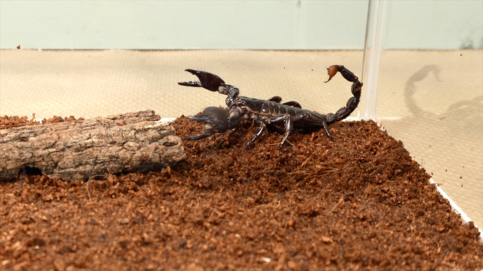 ダイオウサソリ(エンペラースコーピオン、オオコガネサソリ、コウテイオソレサソリ、テイオウサソリ)の飼い方・飼育環境