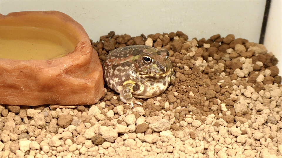 癒し要素満載のチャコガエル
