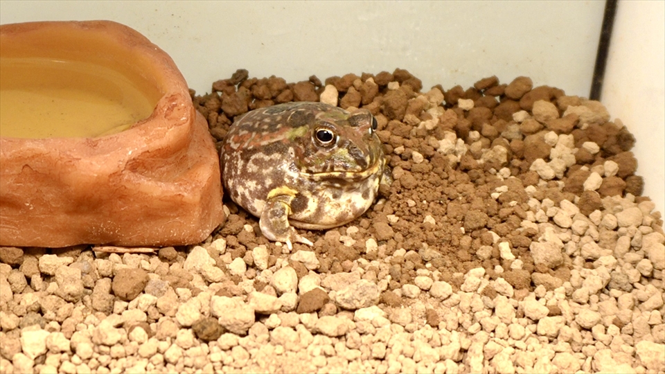 チャコガエルの飼い方・飼育用品・飼育環境・エサ(種類・量・頻度)についてまとめました