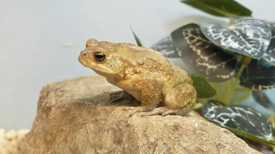 ミヤコヒキガエルは鼓膜がむき出しになっている
