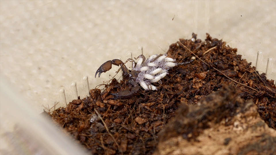 ヤエヤマサソリの繁殖・生まれたばかりの赤ちゃんサソリを背中に乗せた姿