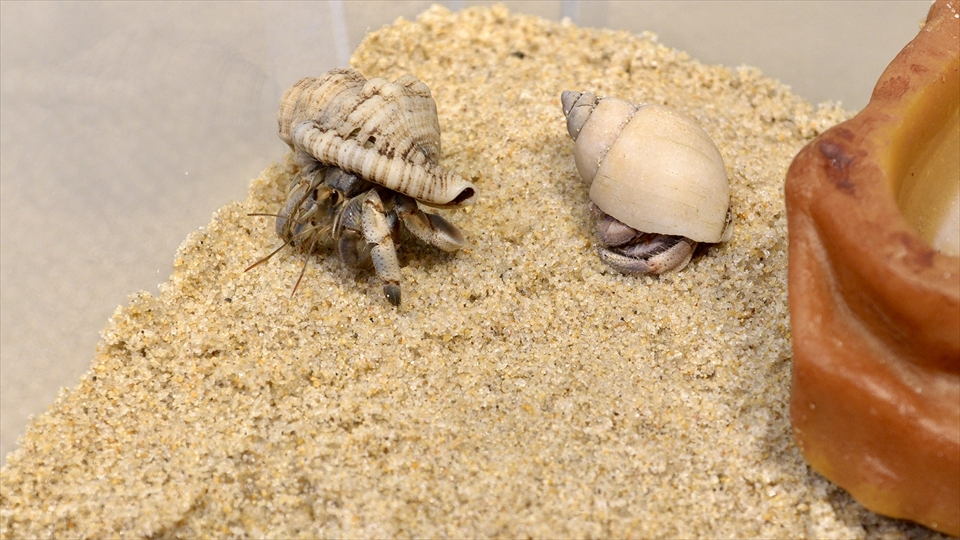 オカヤドカリ（ムラサキオカヤドカリ・ナキオカヤドカリ）の飼い方や飼育用品、飼育環境のセッティング、温度管理、エサ（種類・量・頻度）などについてまとめました