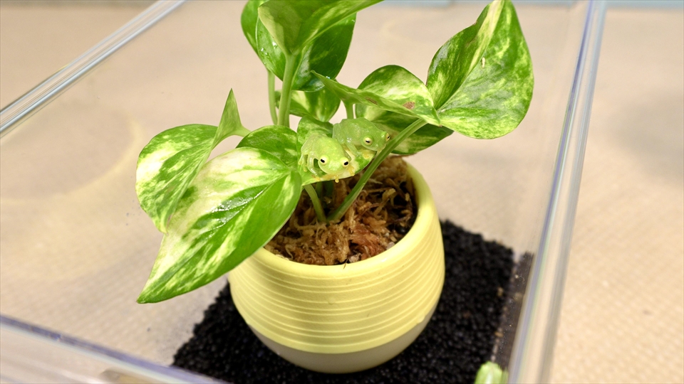 フライッシュマンアマガエルモドキ(グミガエル)の飼育環境・プラケース