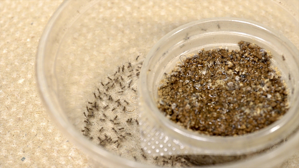 ヤエヤマサソリのベビーのエサ・生まれたばかりのヨーロッパイエコオロギ(ピンヘッド)