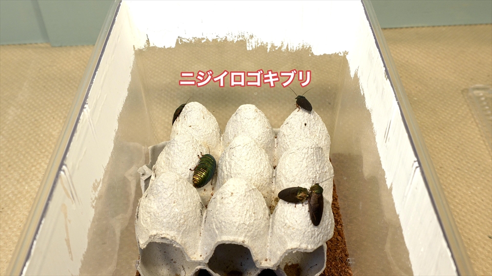 飼育しているニジイロゴキブリ