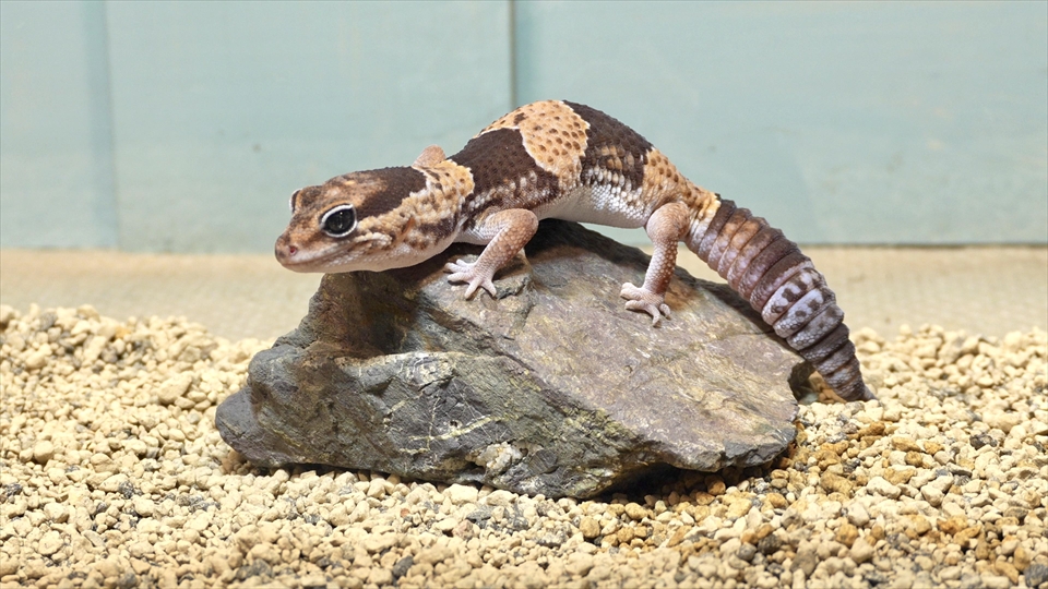 ニシアフロカトカゲモドキの飼い方と飼育環境