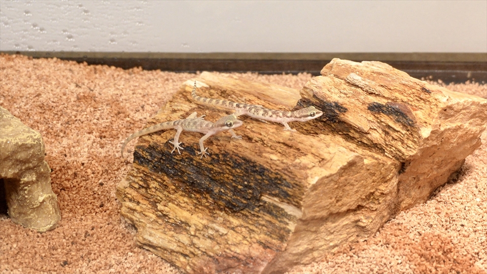 サハラカワラヤモリの飼い方・飼育用品・飼育環境・エサ