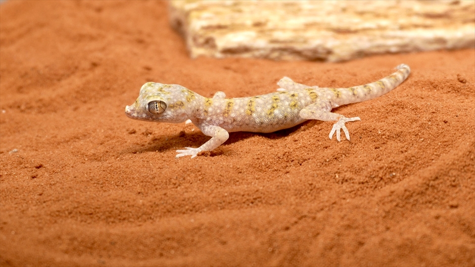 ナミハリユビヤモリ(エレガンスボウユビヤモリ・エレガントハリユビヤモリ)の飼い方・飼育用品・飼育環境・エサ