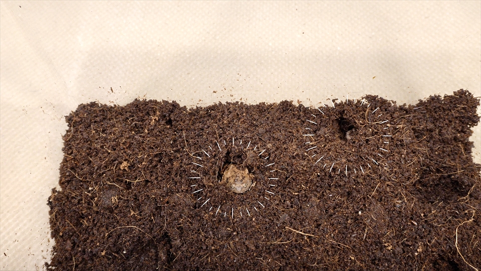 ビルマコガタジムグリガエルは、待ち伏せ型の巣穴をほって、巣穴に迷い込んだ昆虫を食べている
