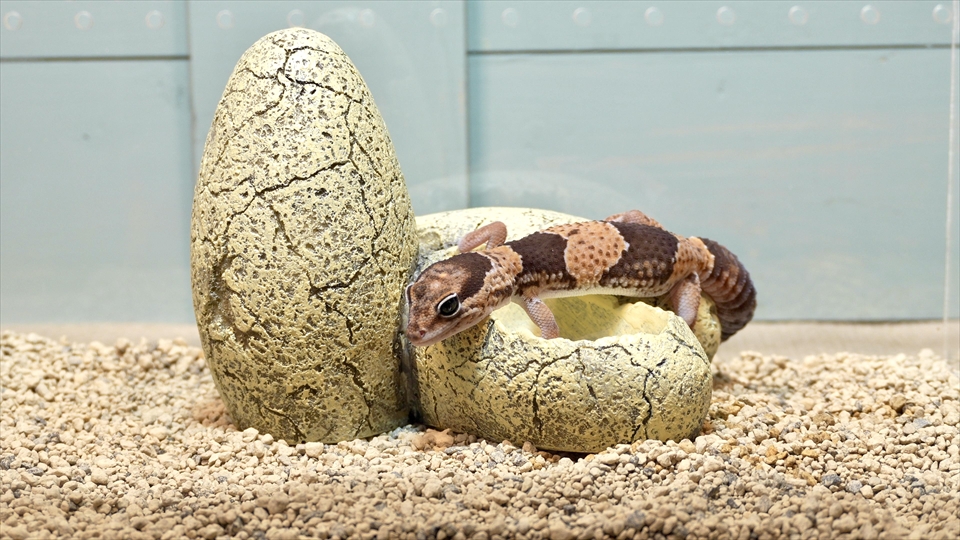 ニシアフロカトカゲモドキの飼い方と飼育環境