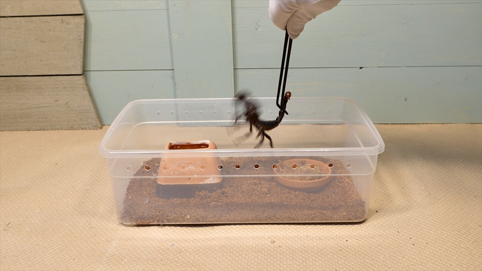 ダイオウサソリ(エンペラースコーピオン)の飼育・おすすめの飼育用品・長めのピンセット