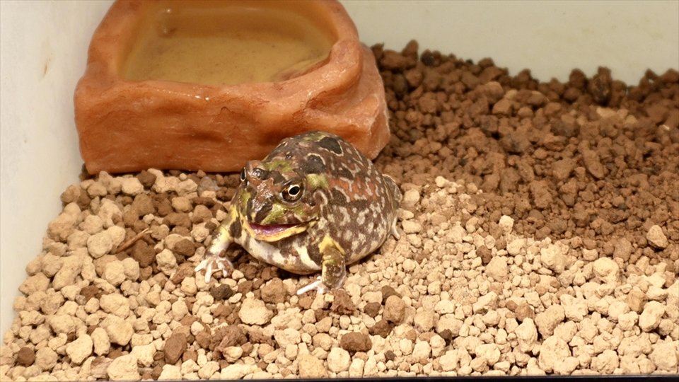 チャコガエルのエサやり