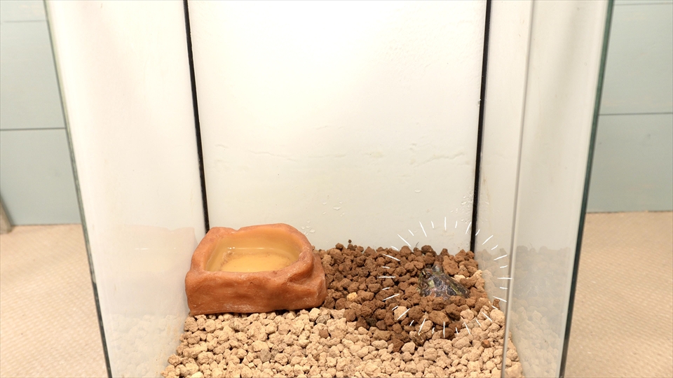 チャコガエルの飼育環境のセッティング
