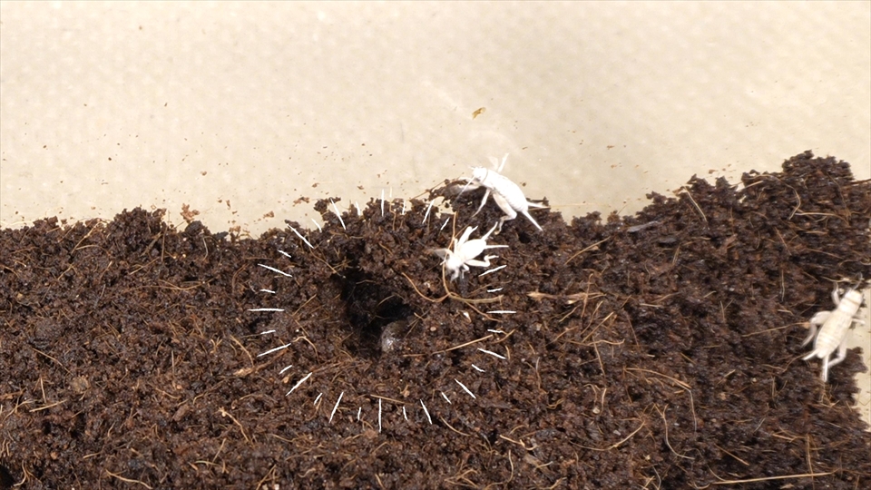 ビルマコガタジムグリガエルは、待ち伏せ型の巣穴をほって、巣穴に迷い込んだ昆虫を食べている